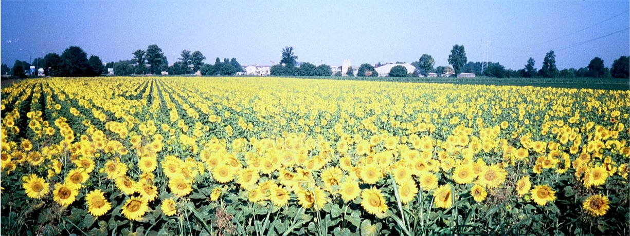 it cremona 45090_05.jpg